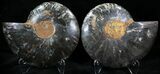 Black Ammonite Pair - Rare Coloration #23922-1